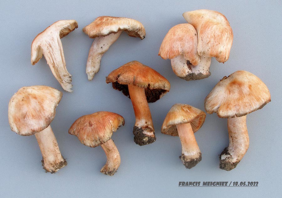 Inocybe erubescens