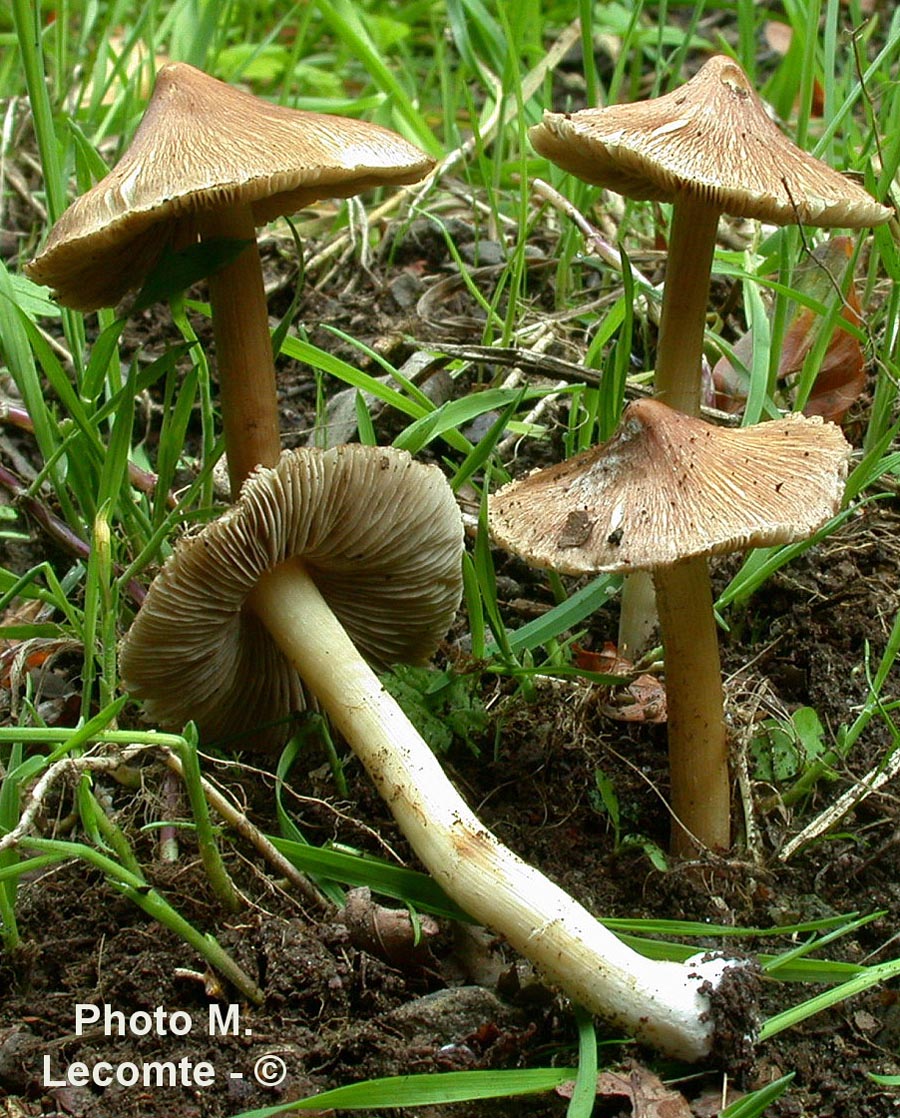 Inocybe fastigiata