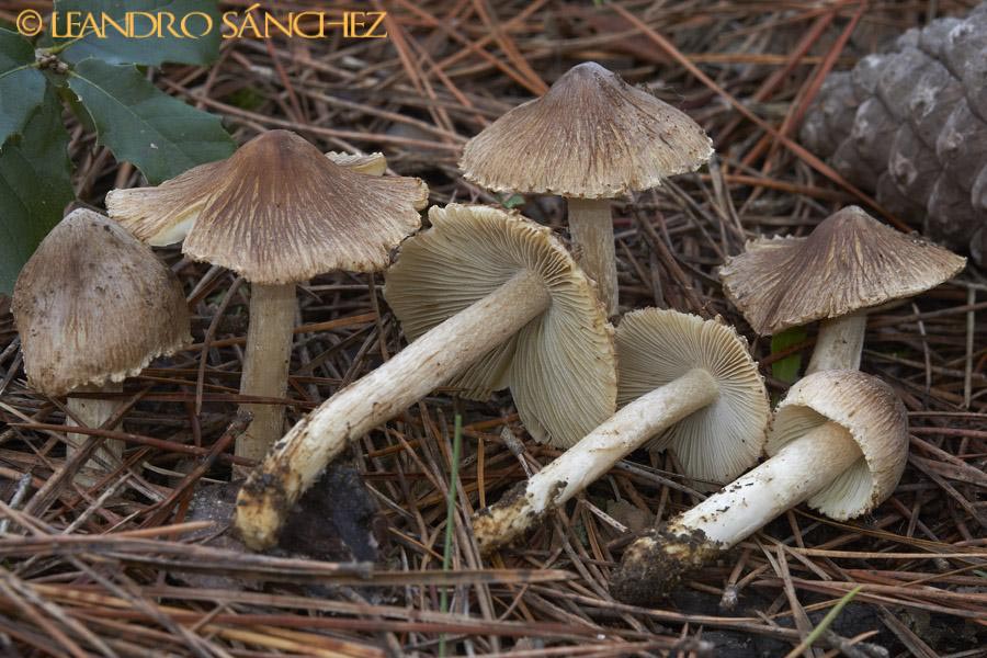 Inocybe fastigiella