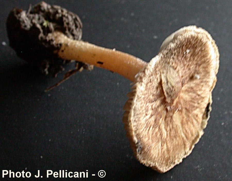 Inocybe fuscidula