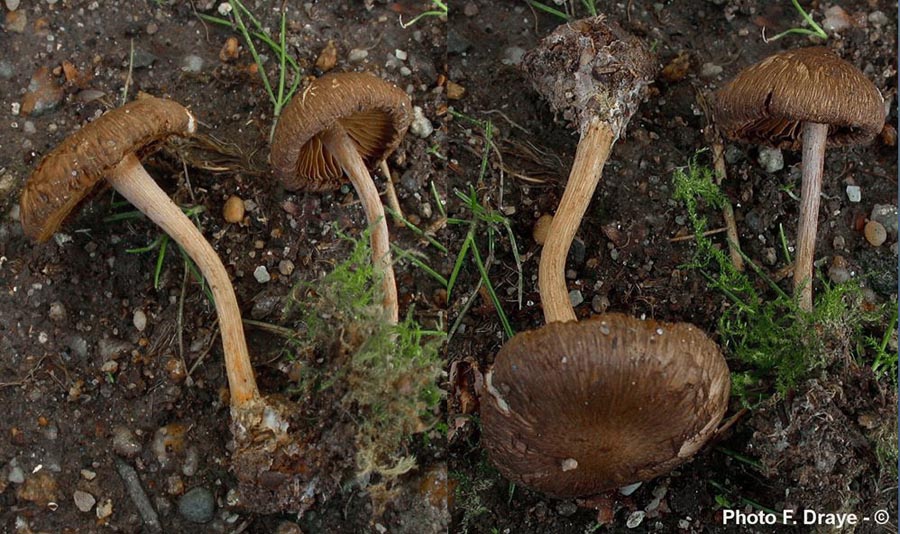 Inocybe gausapata