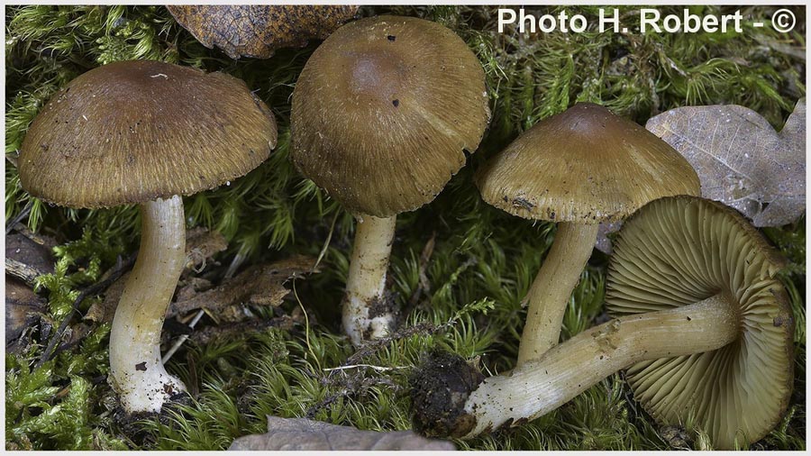 Inocybe gausapata