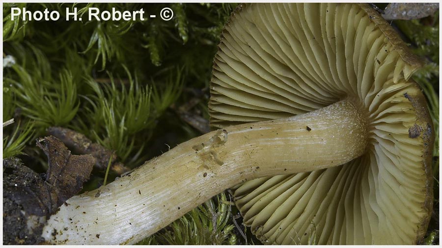 Inocybe gausapata