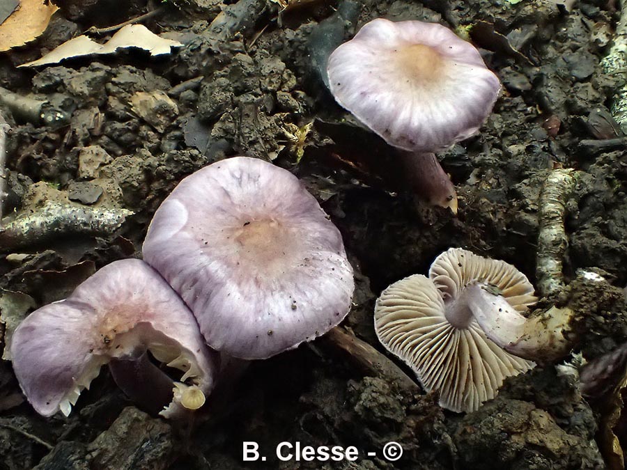 Inocybe geophylla f. lilacea