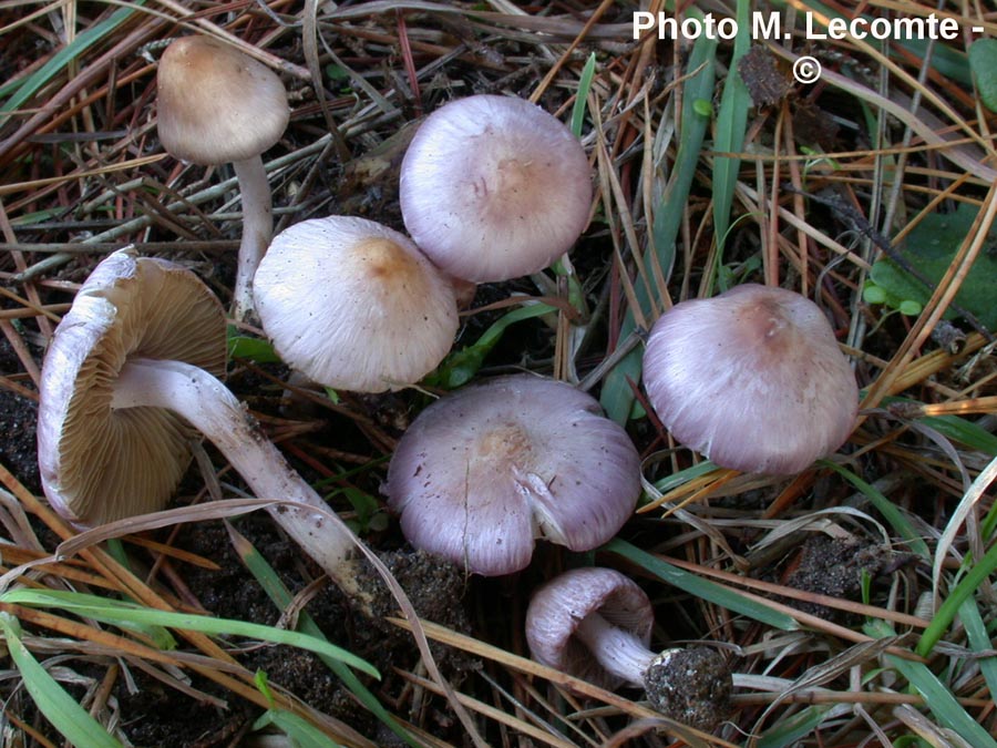 Inocybe geophylla var. lilacina