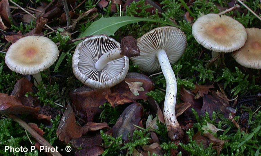 Inocybe geophylla var. fulva f. pallida