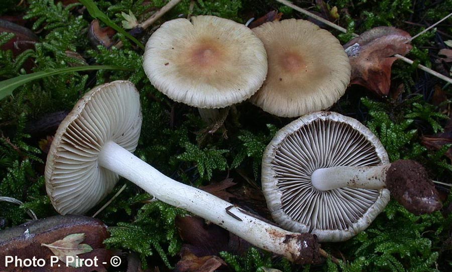 Inocybe geophylla var. fulva f. pallida