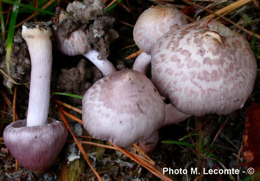 Inocybe geophylla var. lilacina