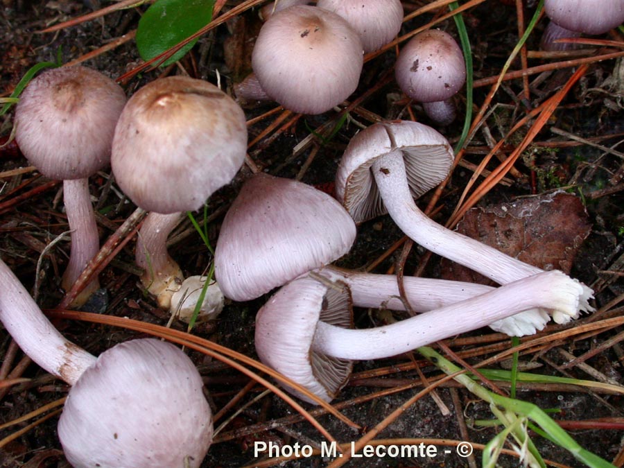 Inocybe geophylla var. lilacina