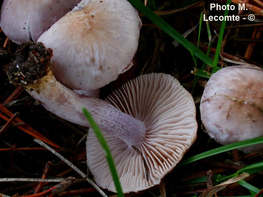 Inocybe geophylla var. lilacina