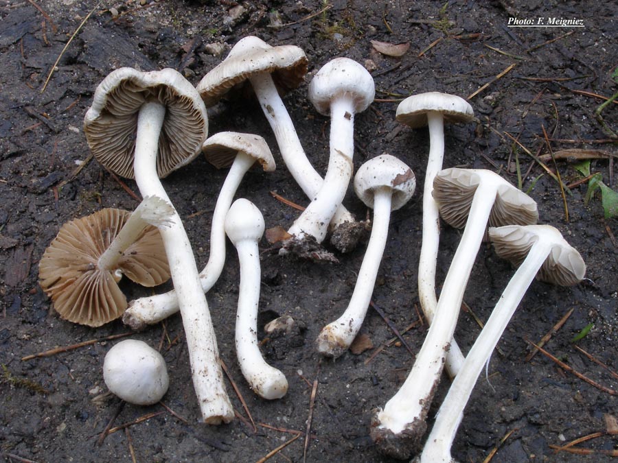 Inocybe geophylla