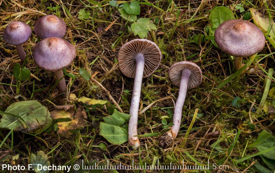 Inocybe geophylla