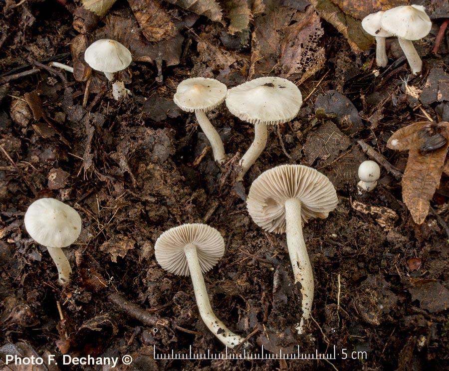 Inocybe geophylla