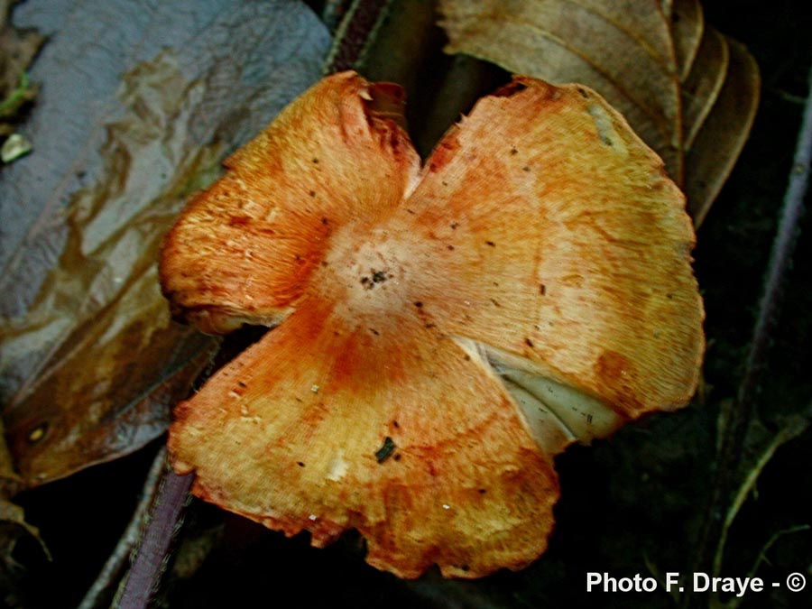 Inocybe godeyi