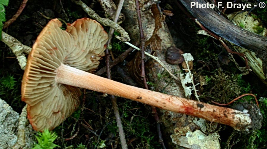 Inocybe godeyi