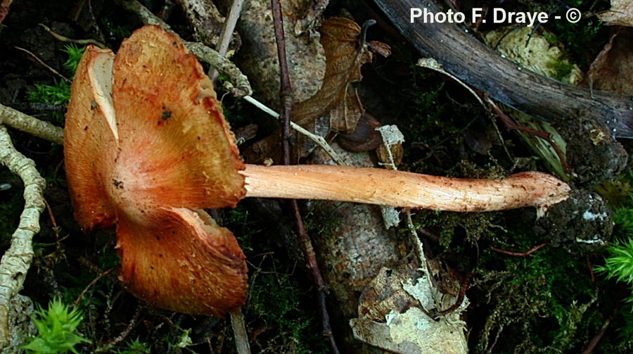 Inocybe godeyi