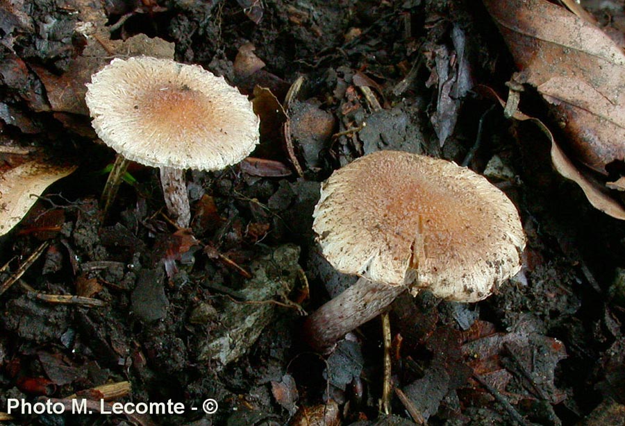 Inocybe griseolilacina