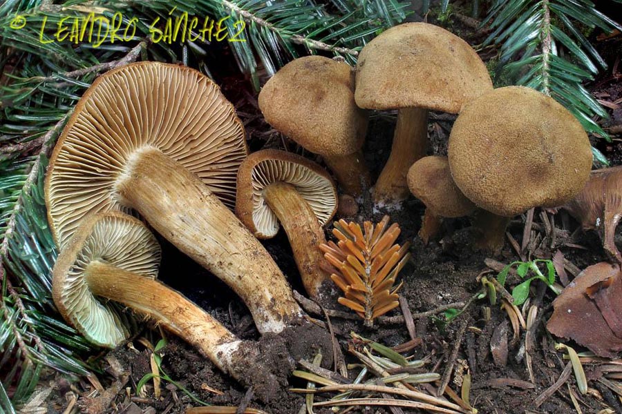 Inocybe gymnocarpa