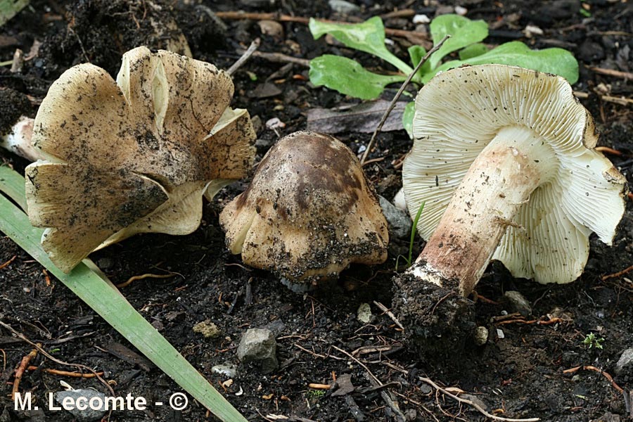 Inocybe haemacta