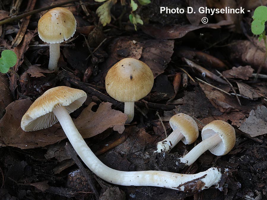 Inocybe hirtella