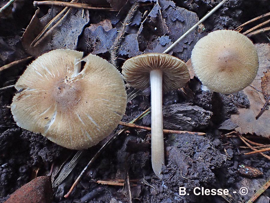 Inocybe hirtella