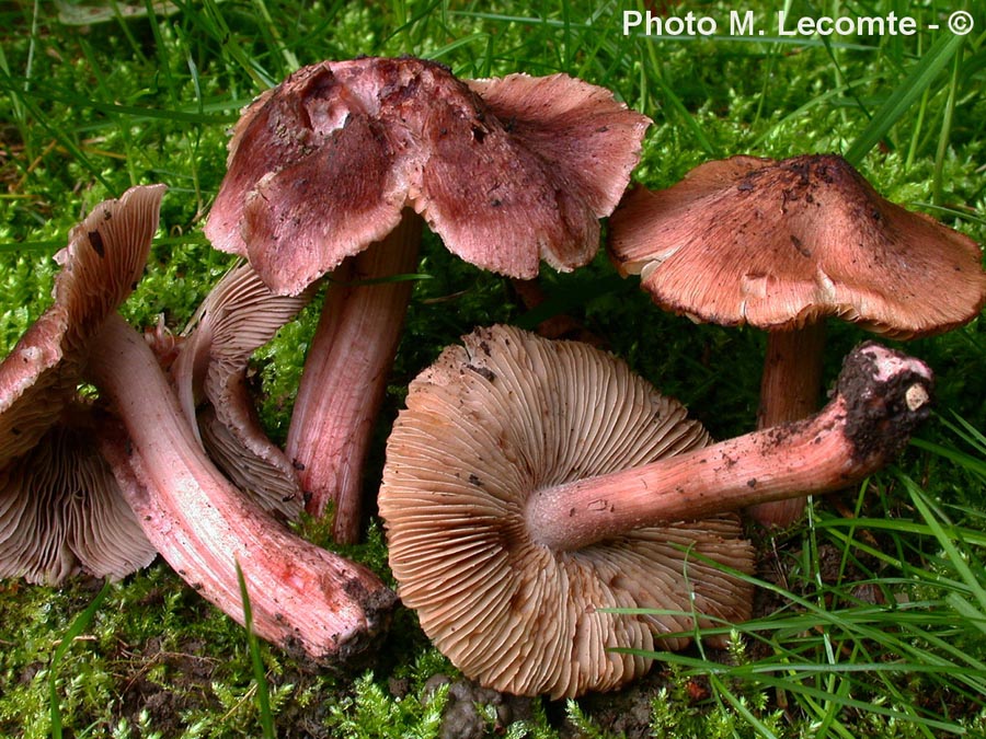 Inocybe jurana