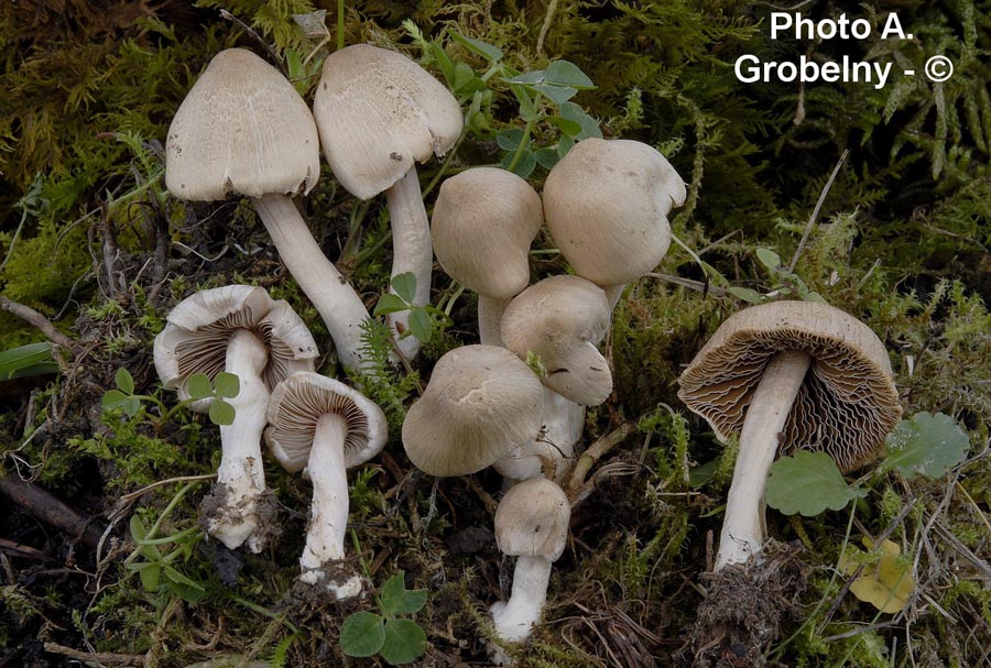 Inocybe kuhneri