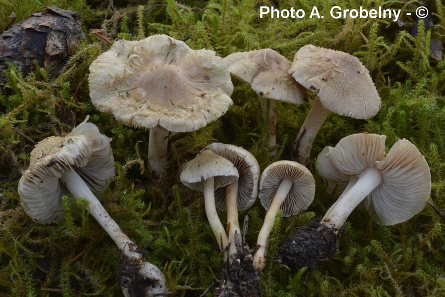 Inocybe kuhneri