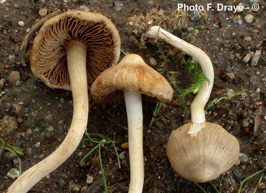 Inocybe kuhneri