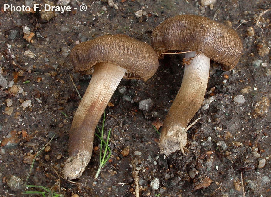 Inocybe lacera f.subsquarrosa