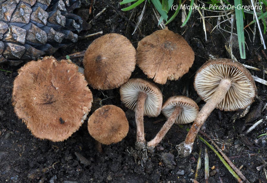 Inocybe lacera