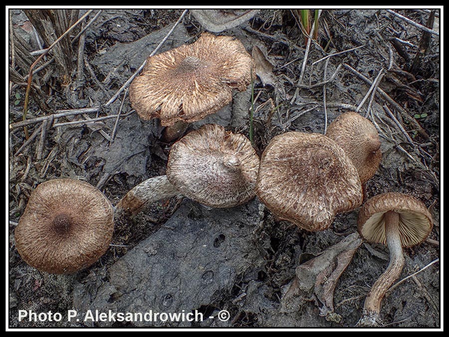 Inocybe lacera