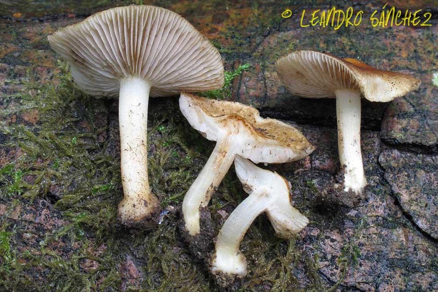 Inocybe langei (Inocybe hirtella)