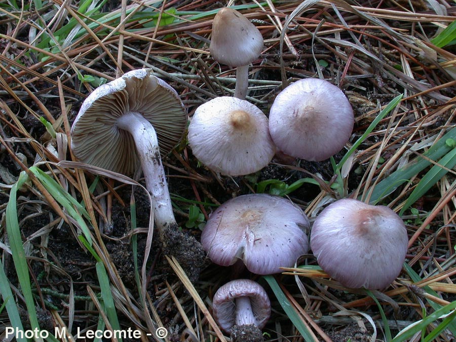 Inocybe lilacina