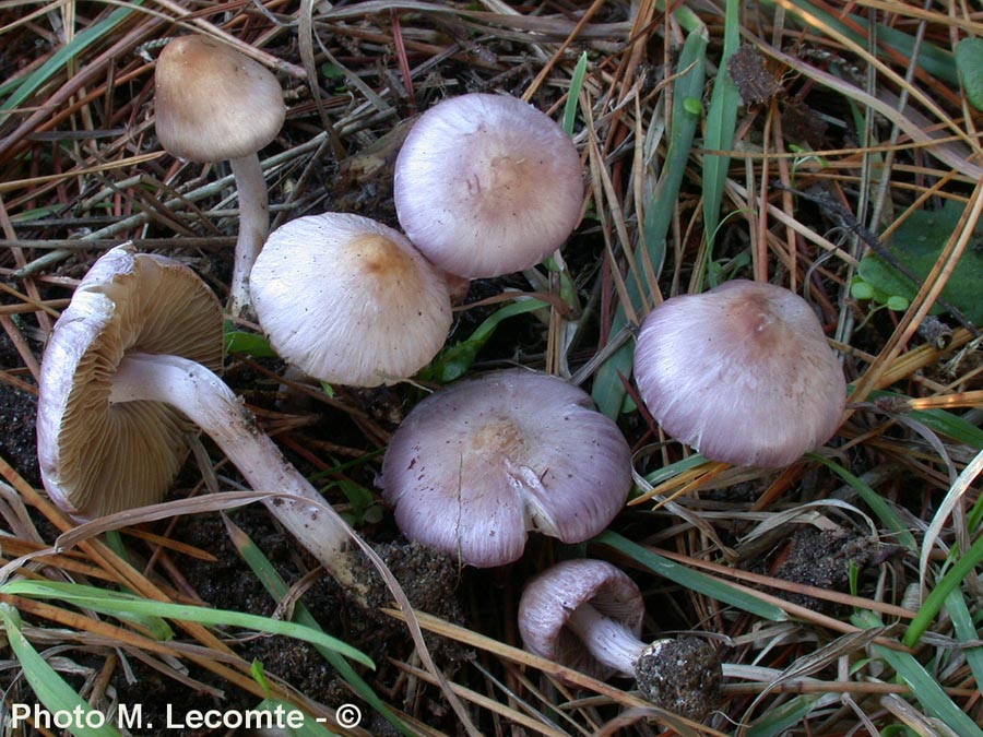 Inocybe lilacina