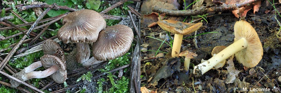 Inocybe maculata