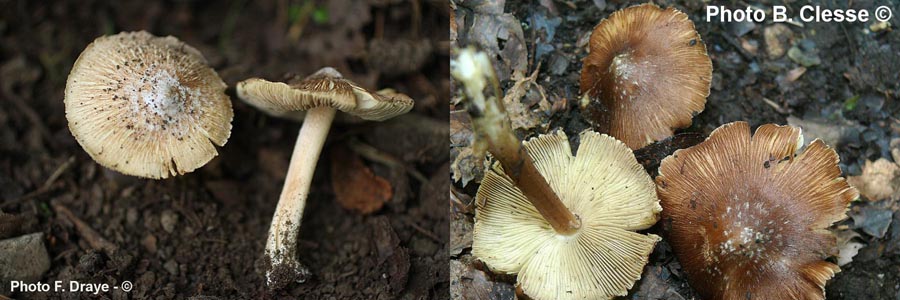 Inocybe maculata