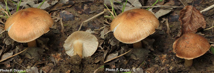 Inocybe maculata