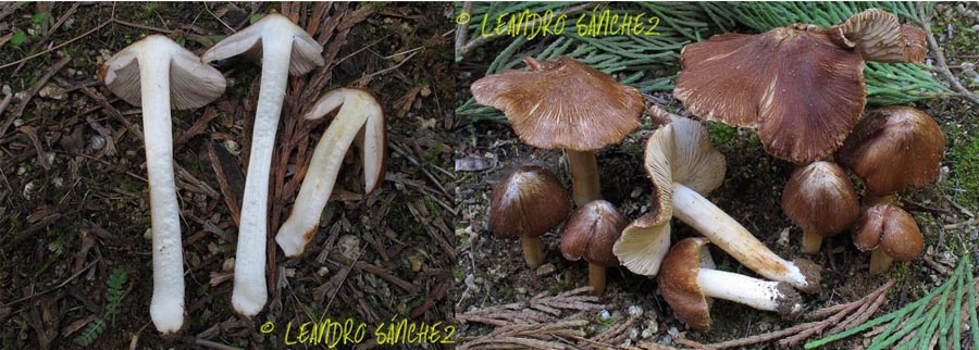 Inocybe maculata