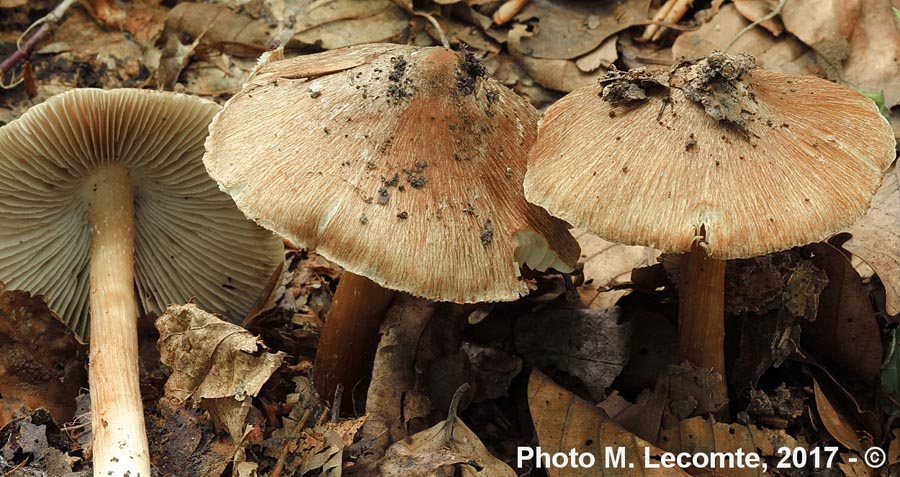 Inocybe maculata