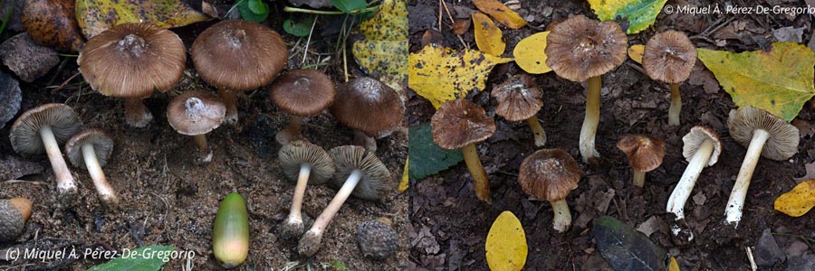 Inocybe maculata