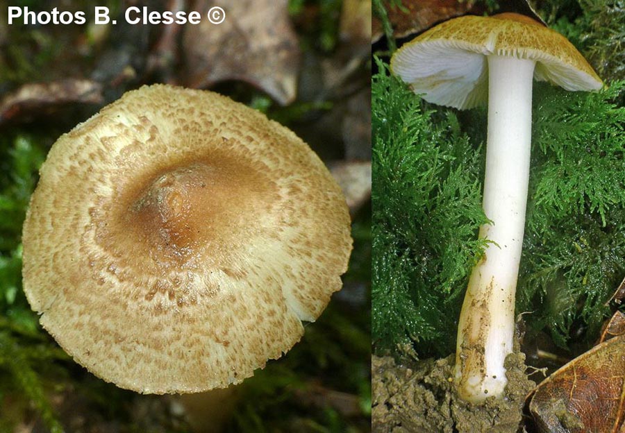 Inocybe margaritispora