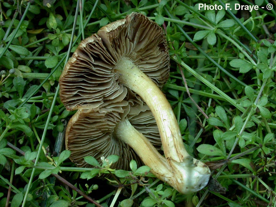 Inocybe mixtilis