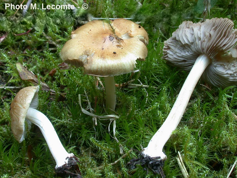 Inocybe mixtilis