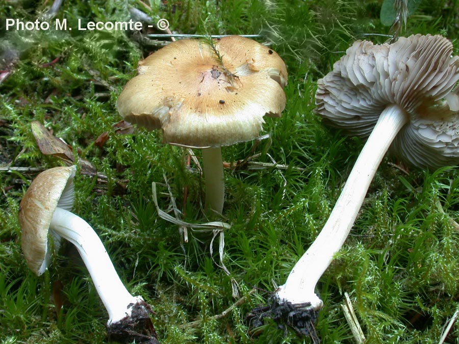 Inocybe mixtilis