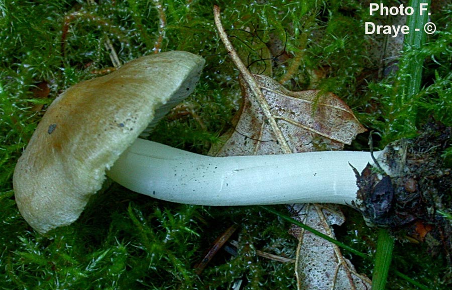 Inocybe mixtilis