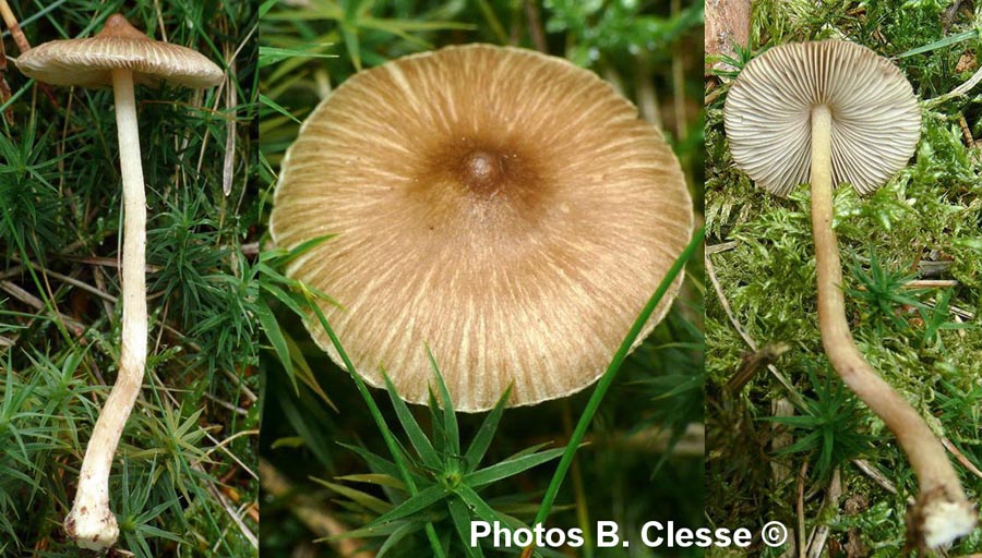 Inocybe napipes