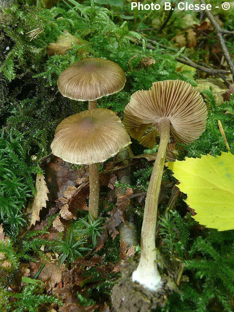 Inocybe napipes