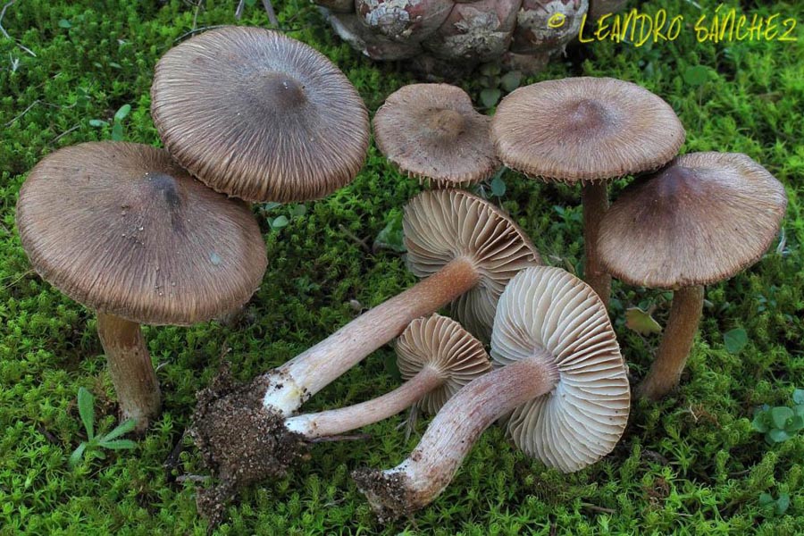 Inocybe nitidiuscula