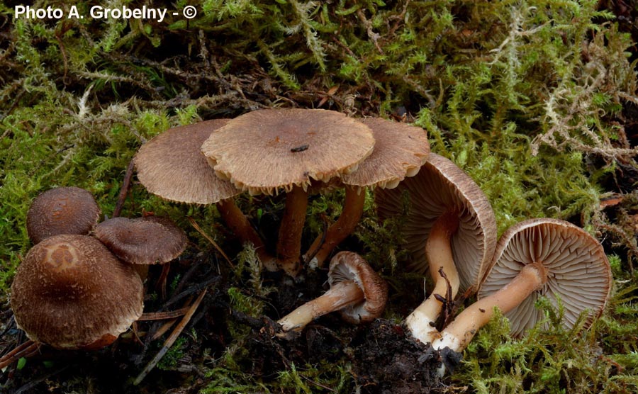 Inocybe obscura